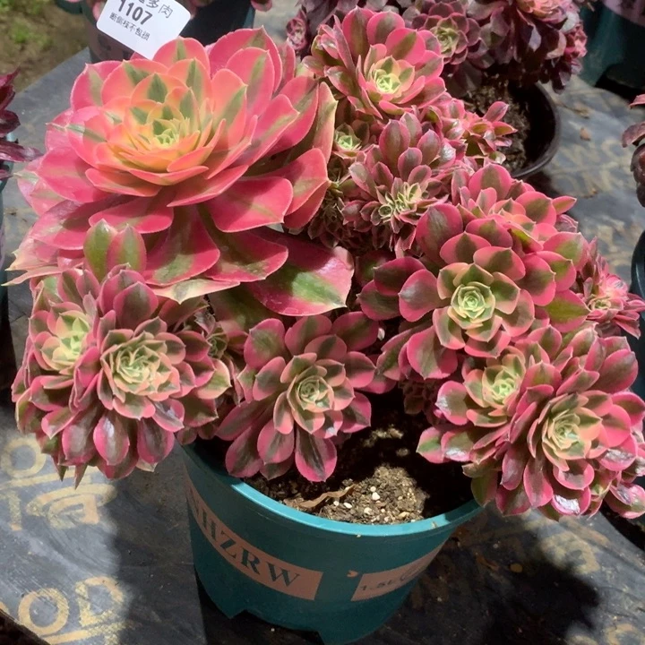 1107粉女巫追多肉