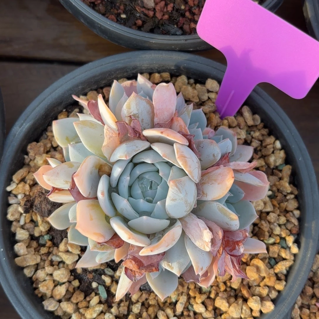 无花朵白茶手捧无砍