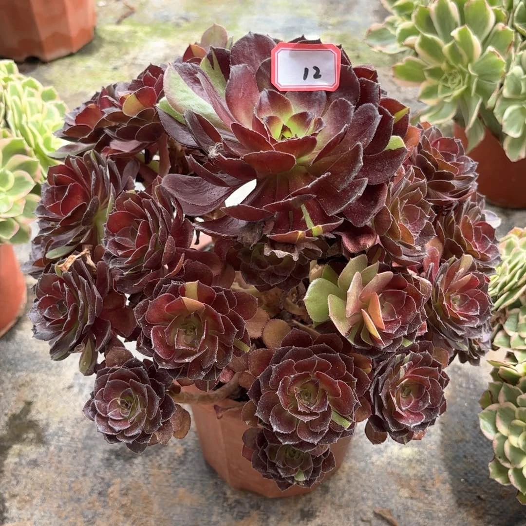 无花朵12花花公子多肉植物