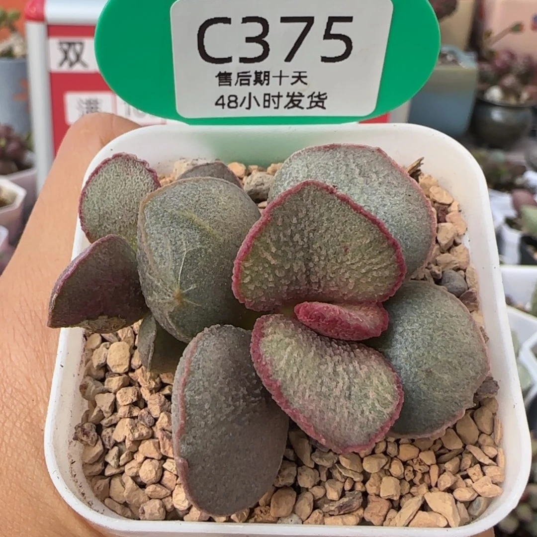 公爵夫人。  375。