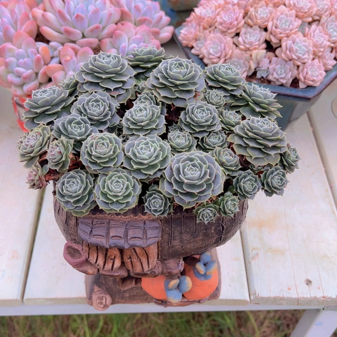 一物一拍多肉植物