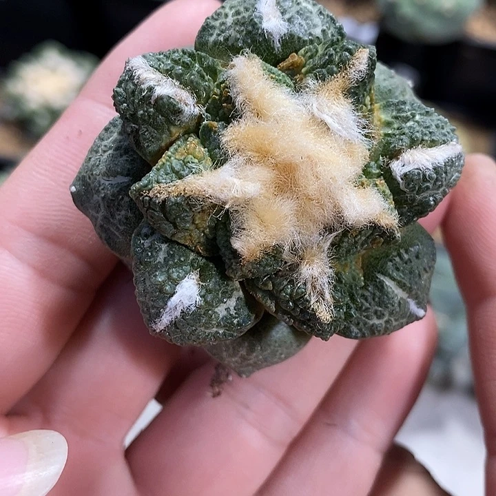 苗落战损龟甲牡丹。已出根。209号