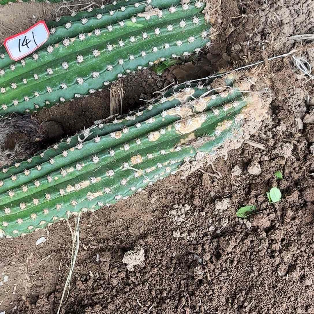 131 毛花柱带根瑕疵