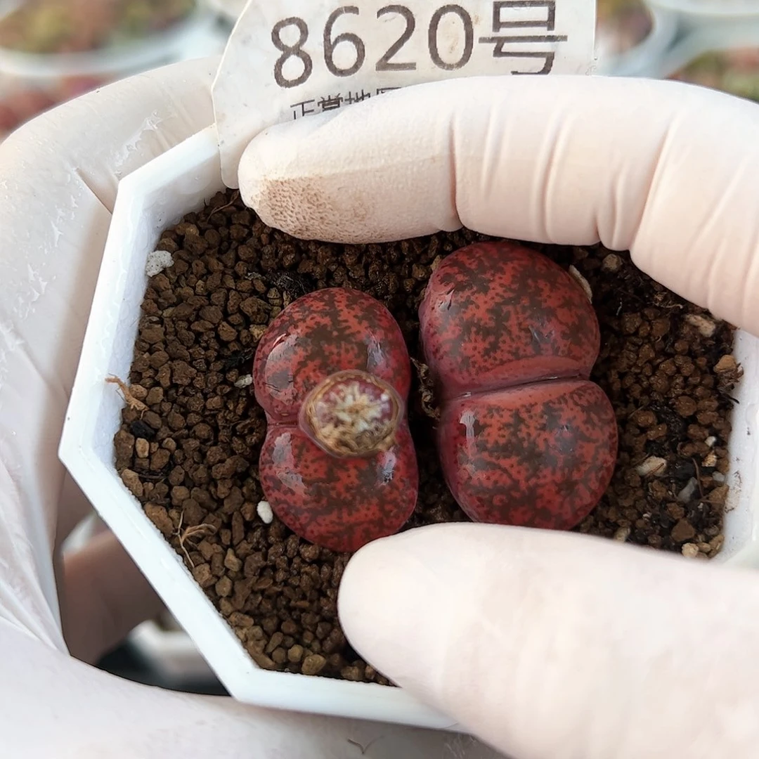 好养易活生石花大母本8620