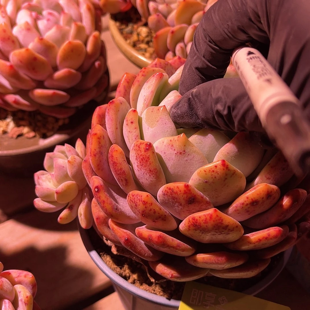 ?****?橙梦露双头一颗带盆