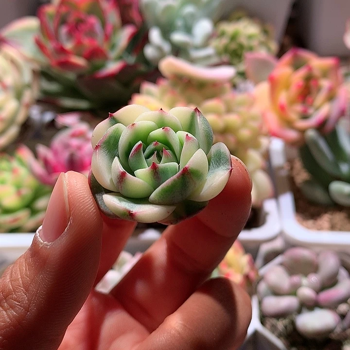 本吧拉丝锦花锦侧芽