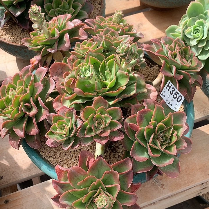 迷雾森林捧花 非偏远38包邮 节后发