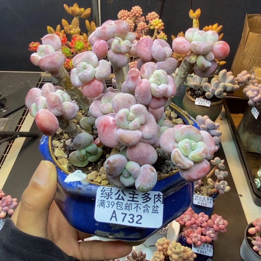 732腰子洛神多肉10