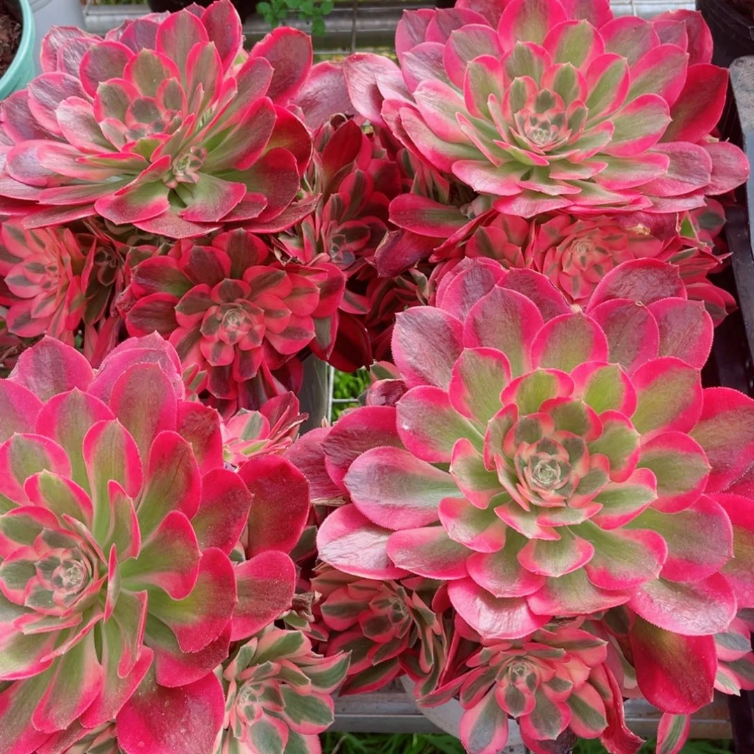 圆叶女郎量拍多肉法师