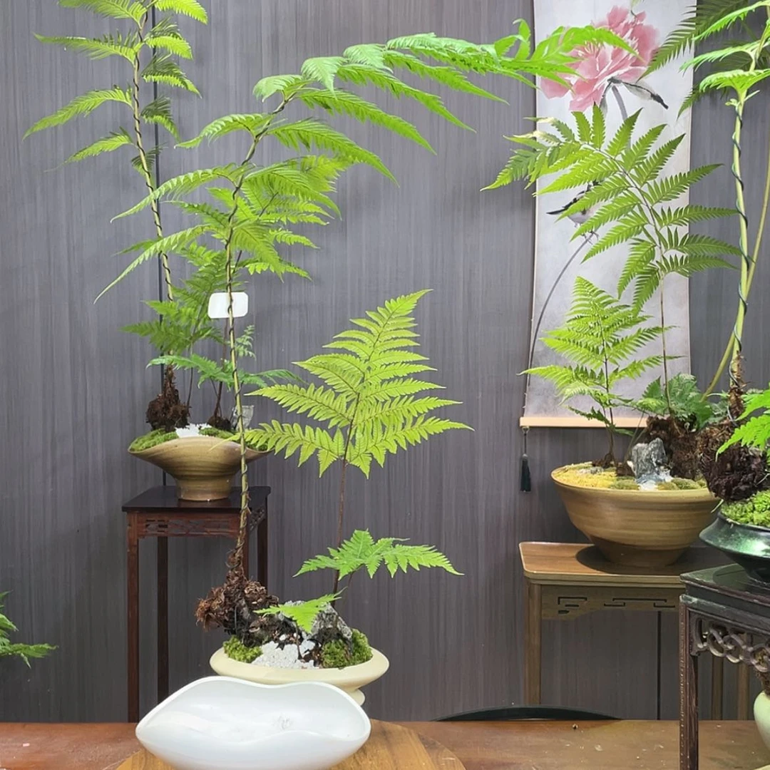 【闪购商品】全部花朵刘*兴蕨