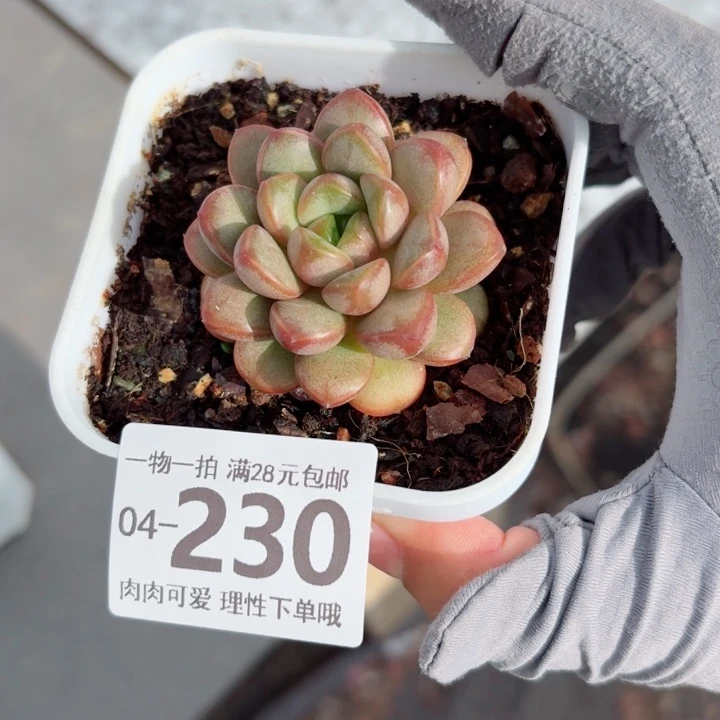 葡萄多肉植物多肉植物