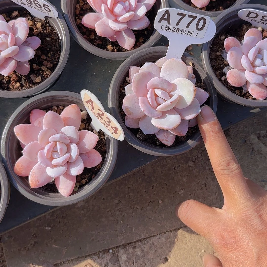 珍***鸭A770雪莲一物一拍