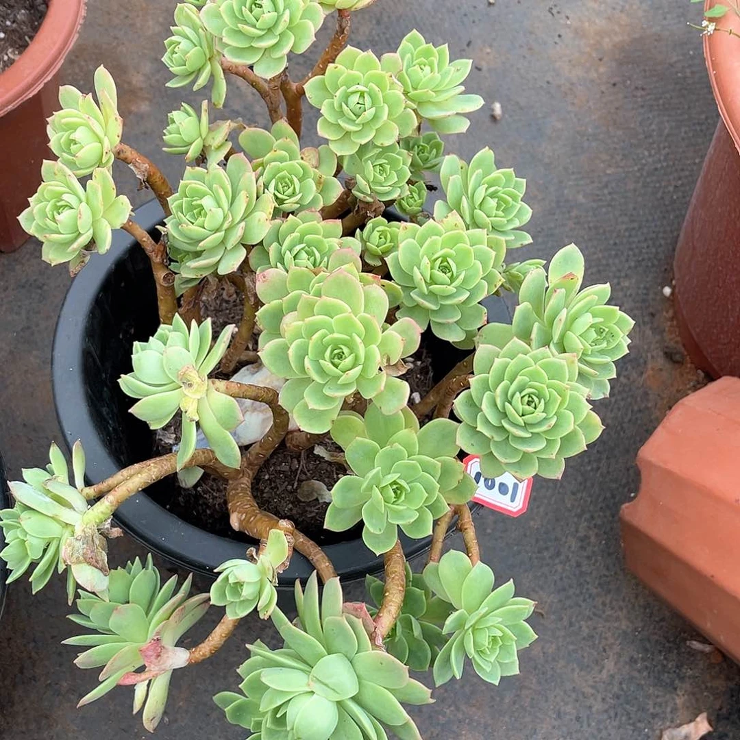 1001绿蔷薇 一物一拍多肉