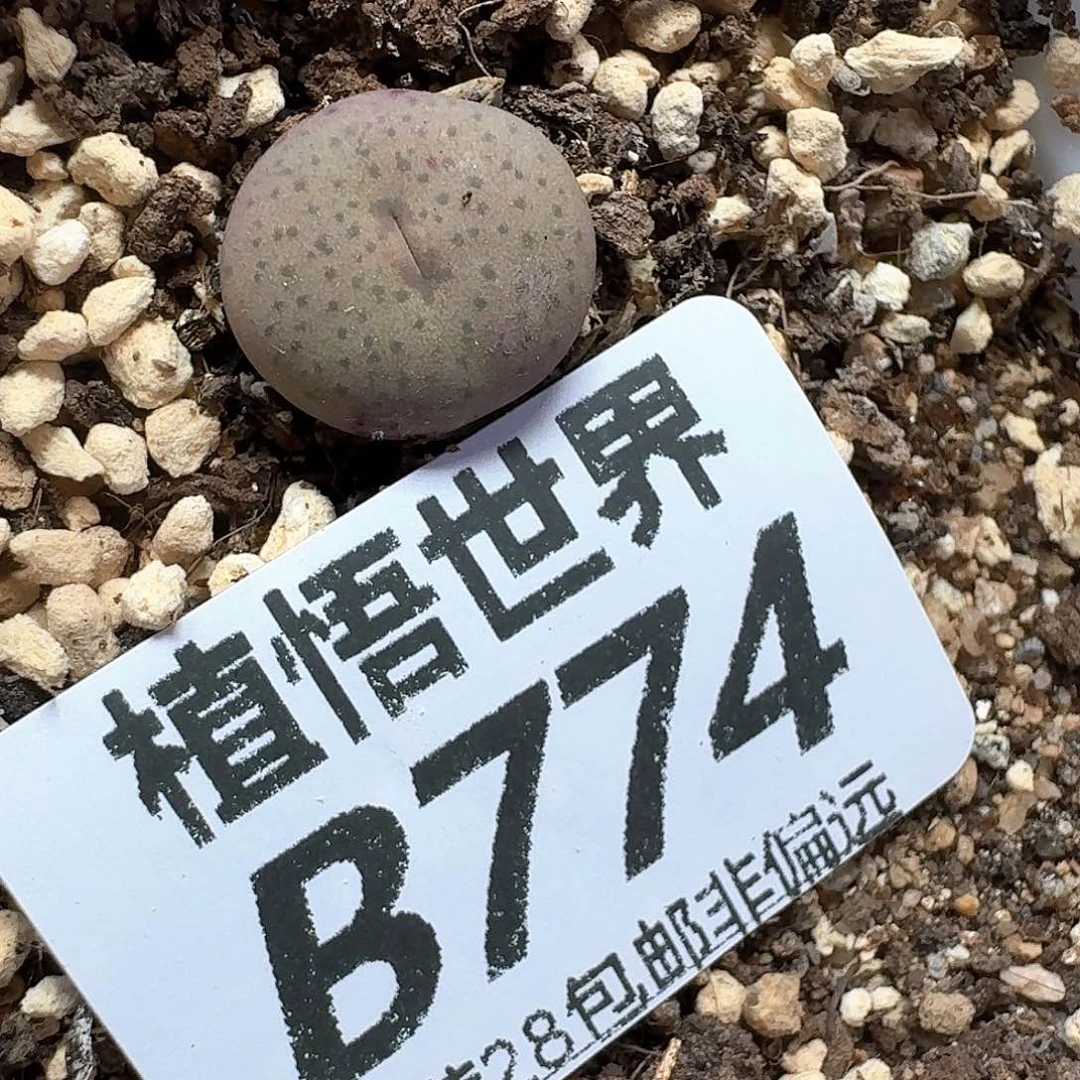 多肉植物的润泽额c g