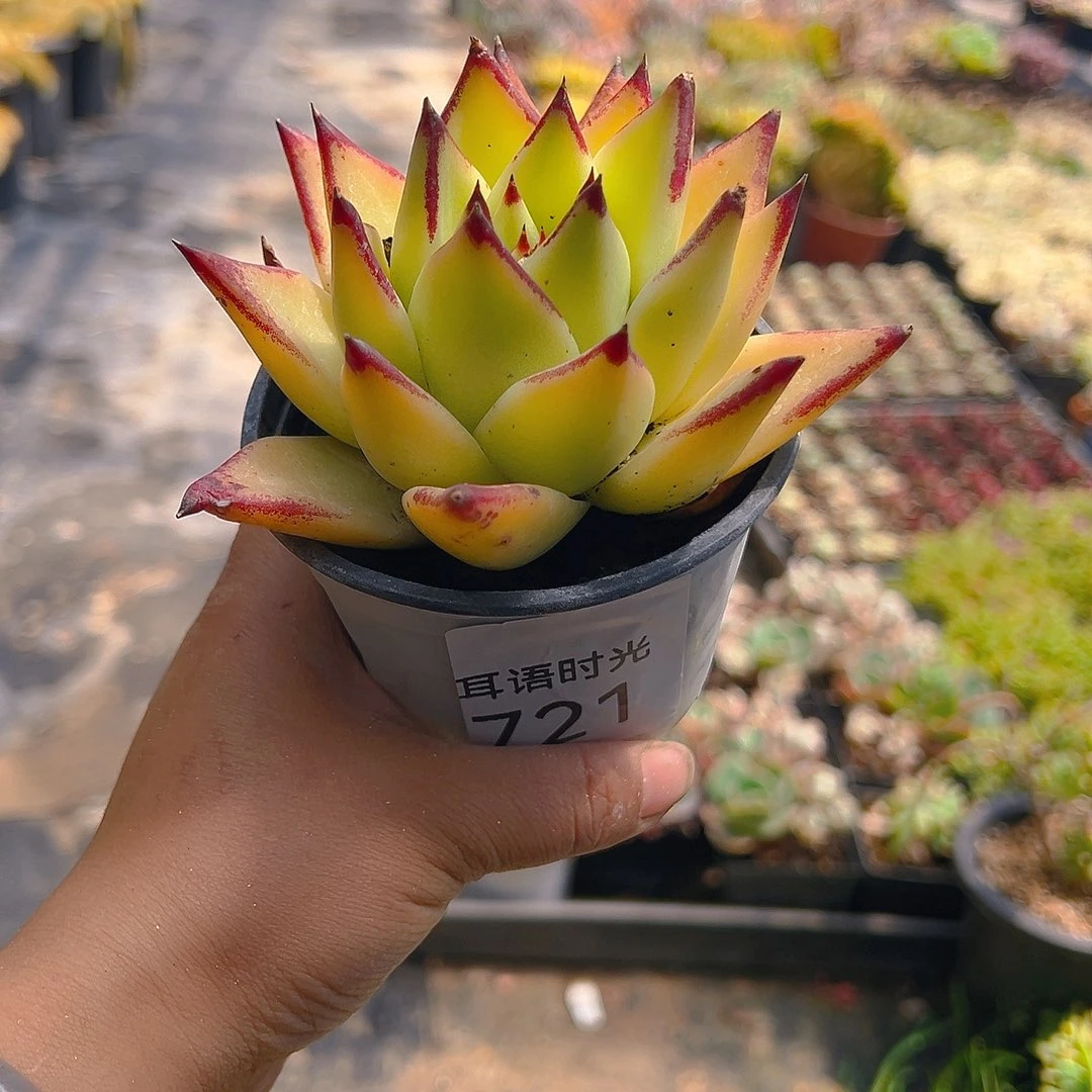 721，黄皮乌木，带盆带土发货