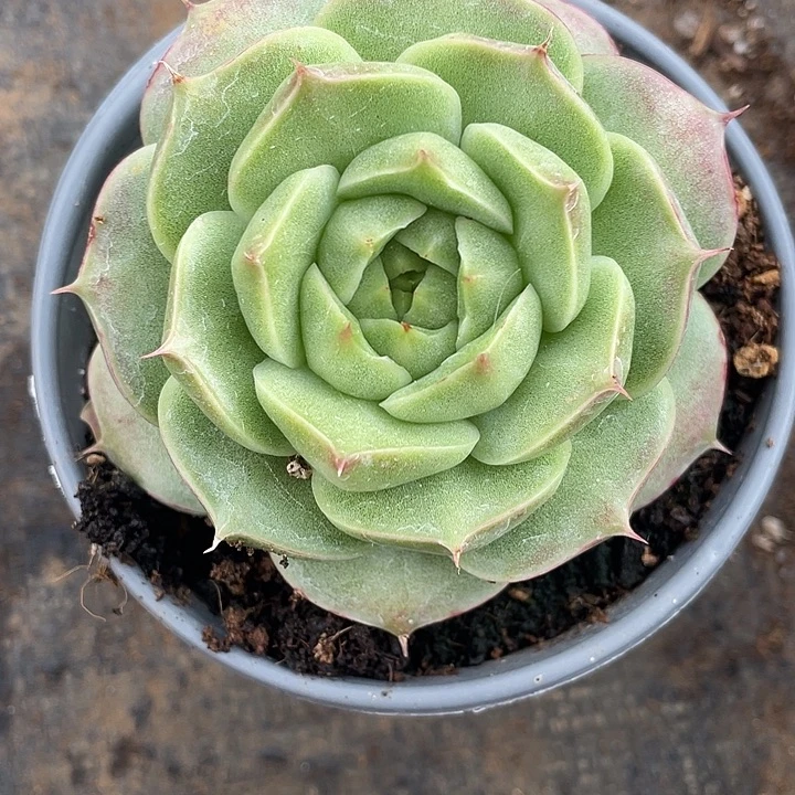 多肉植物一物一拍一颗