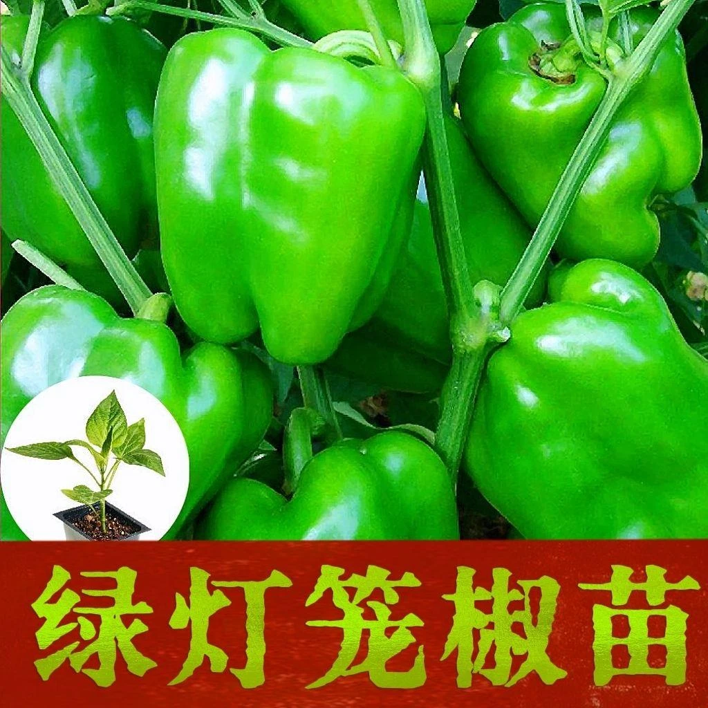 甜椒王苗秧青灯笼椒苗辣椒苗种籽不辣绿方椒圆椒苗蔬菜苗圆椒大果