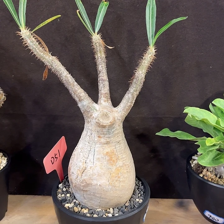 汤圆植物象牙宫哈