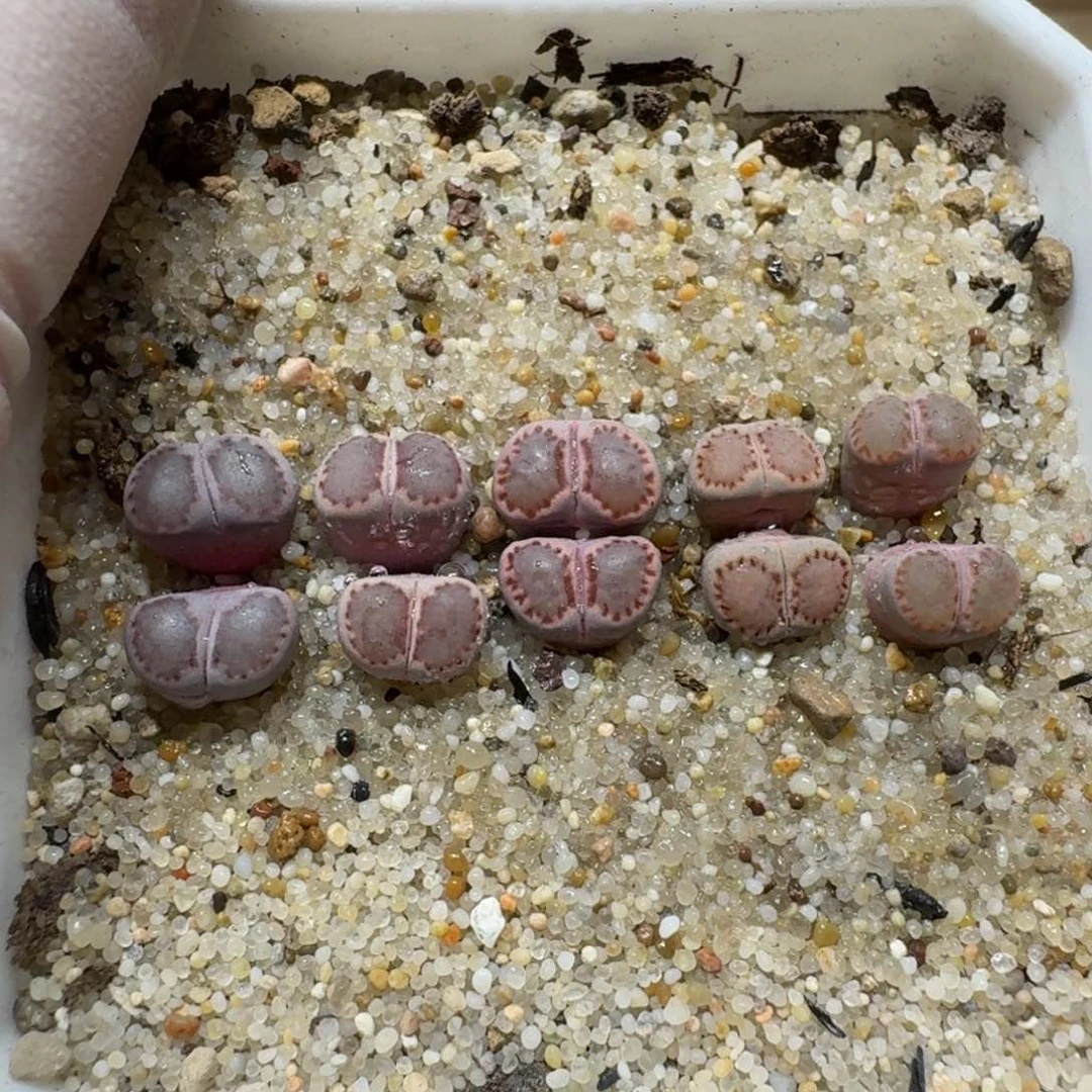 0203-15紫饼干一盆