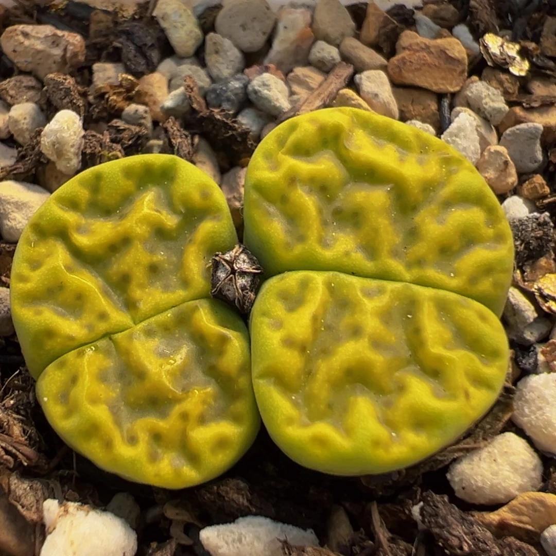 45多肉植物百科植物