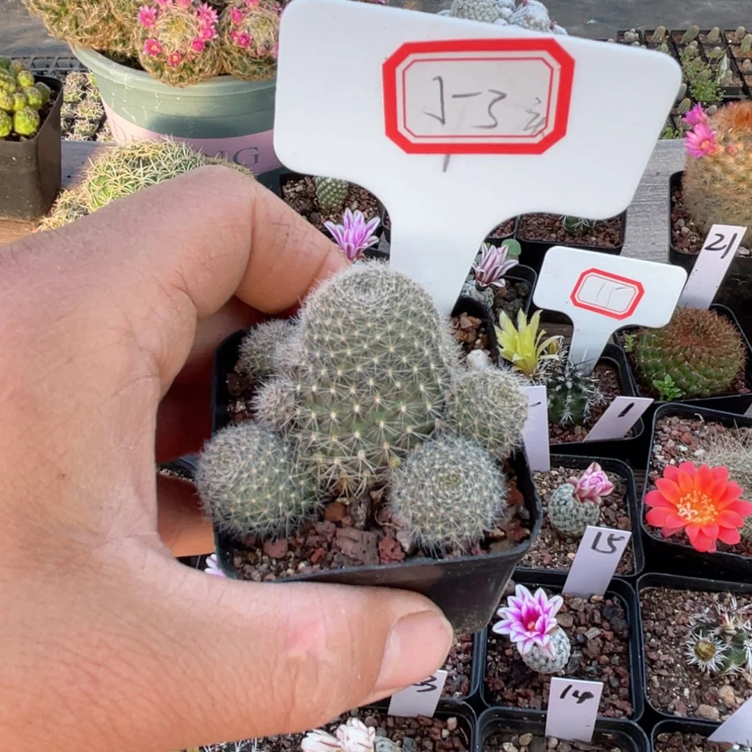 53往事多肉园仙人球