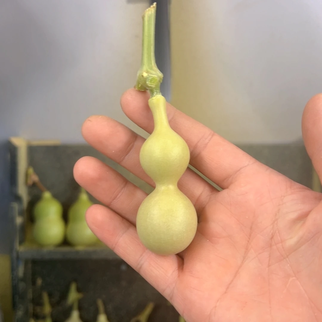 c***e天津嘴儿葫芦葫芦