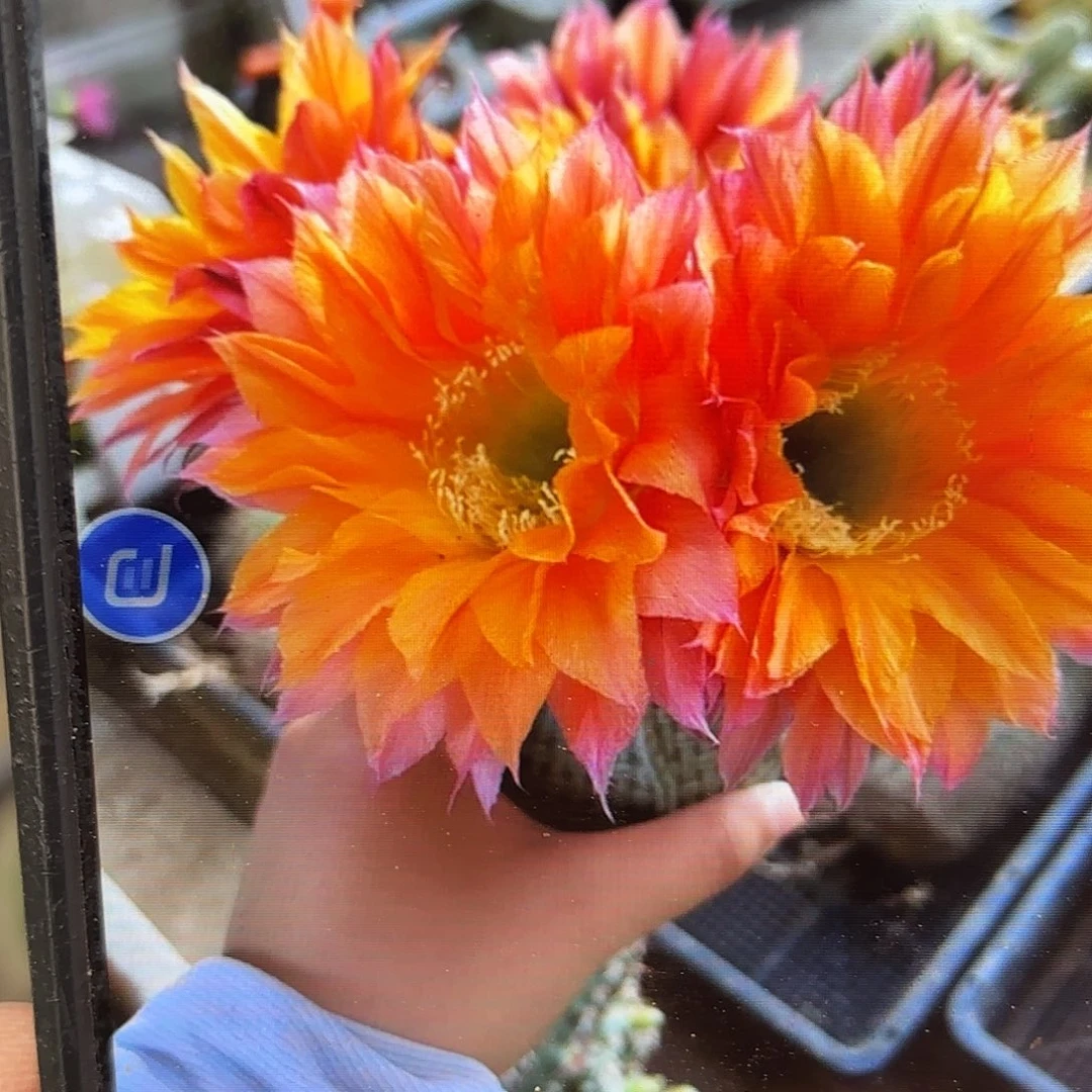 带根昨日重线彩侧牙20包邮仙人球小