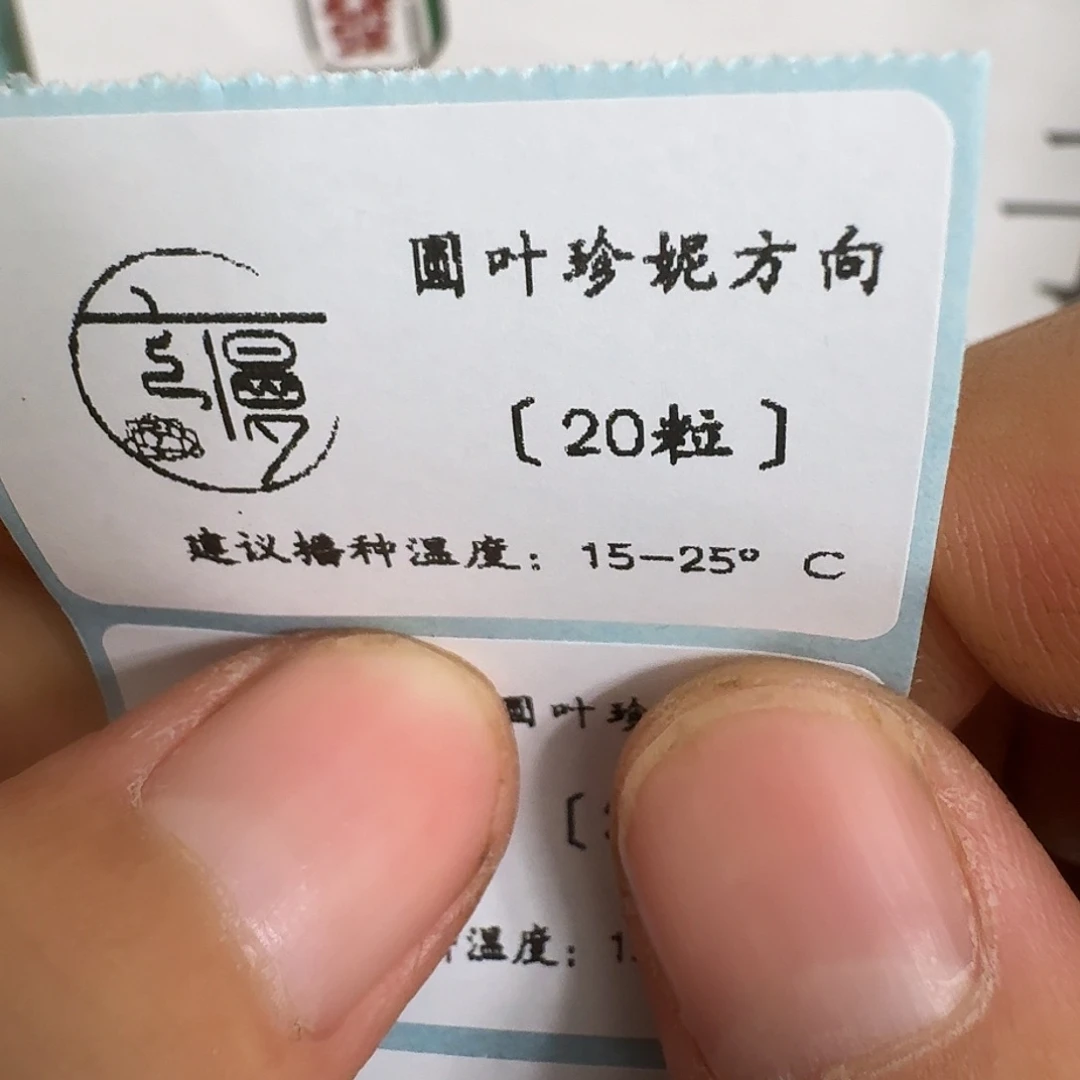 2025杂交多肉种子圆叶珍妮方向20粒不包出芽率