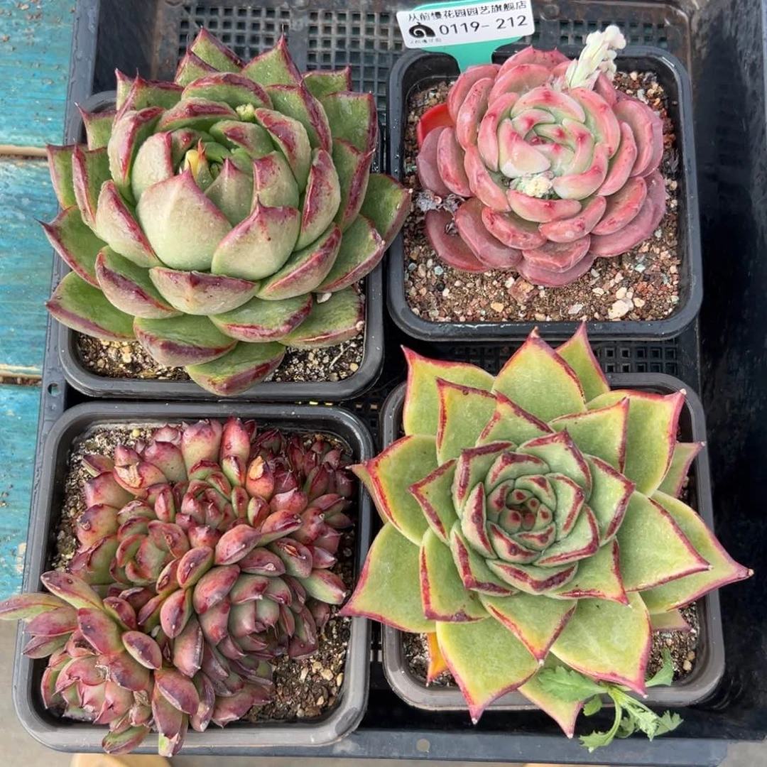 多肉精选编号0119.212