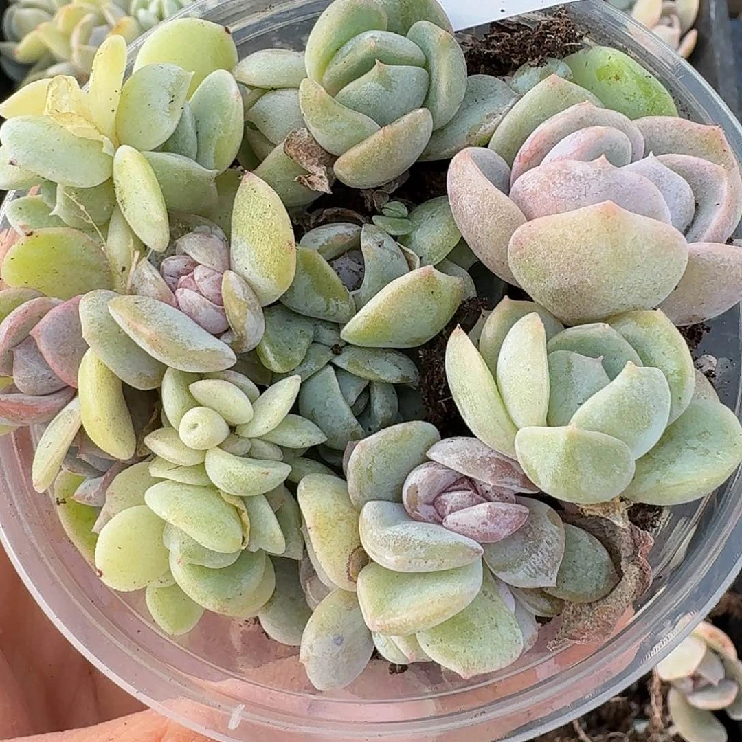 杂交新品珍妮多肉674