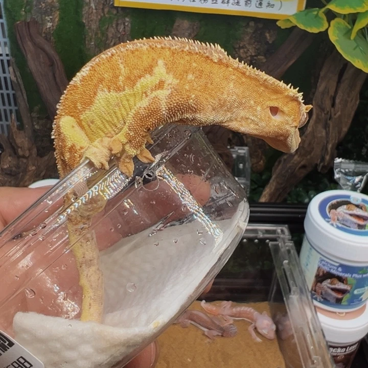睫角守宫黄幻影莉莉成体弟弟