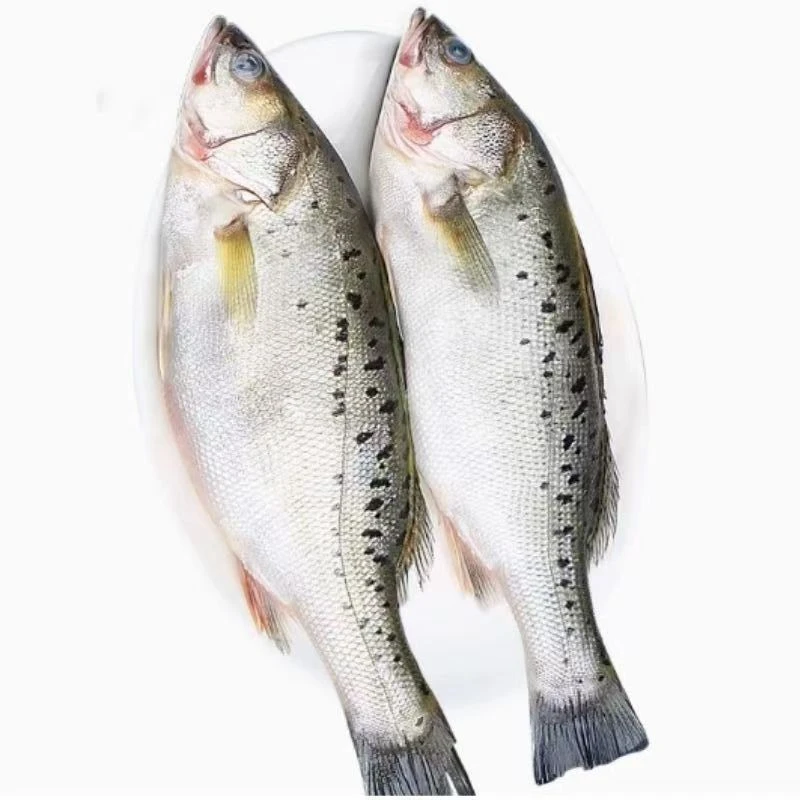 鲈鱼6斤大号 野生海捕