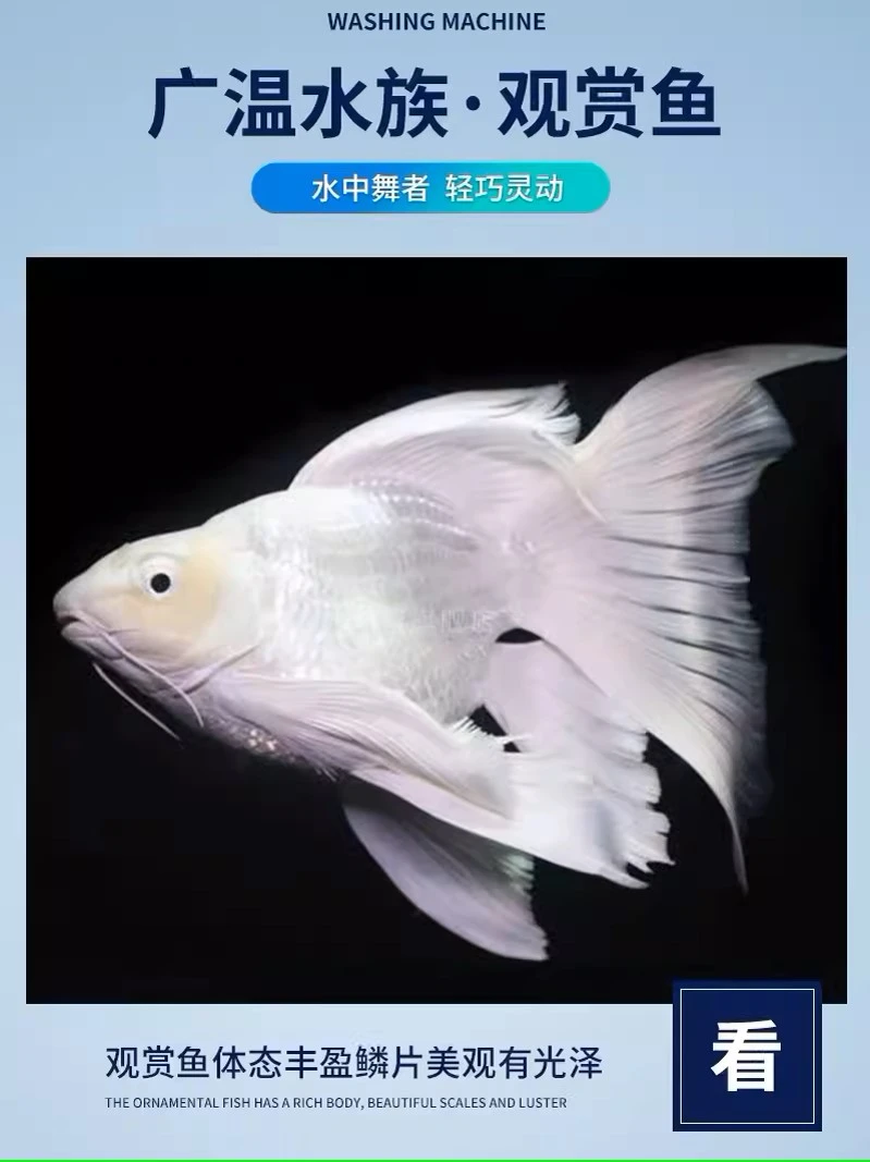 精品蝴蝶鲤白色11-13蝴蝶鲤观赏鱼自家渔场直发好养混精品鱼-