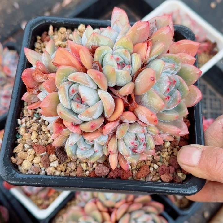 精品多肉植物老桩