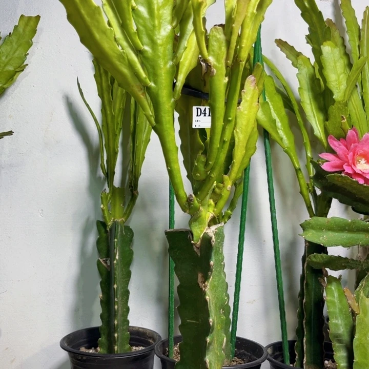 当前无花栽培后可以开花434