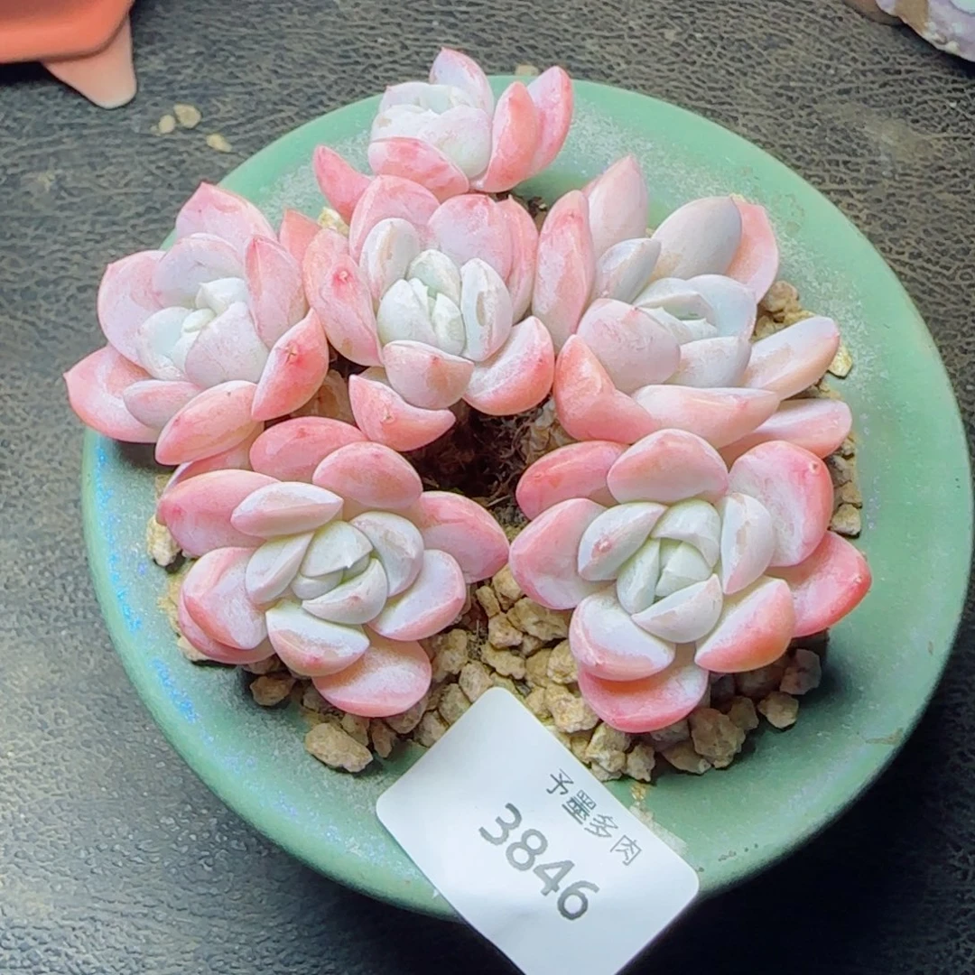 长杆粉胖虎，3846多肉植物