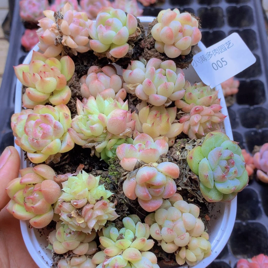 我要去买东西吃啊你吃吧你005