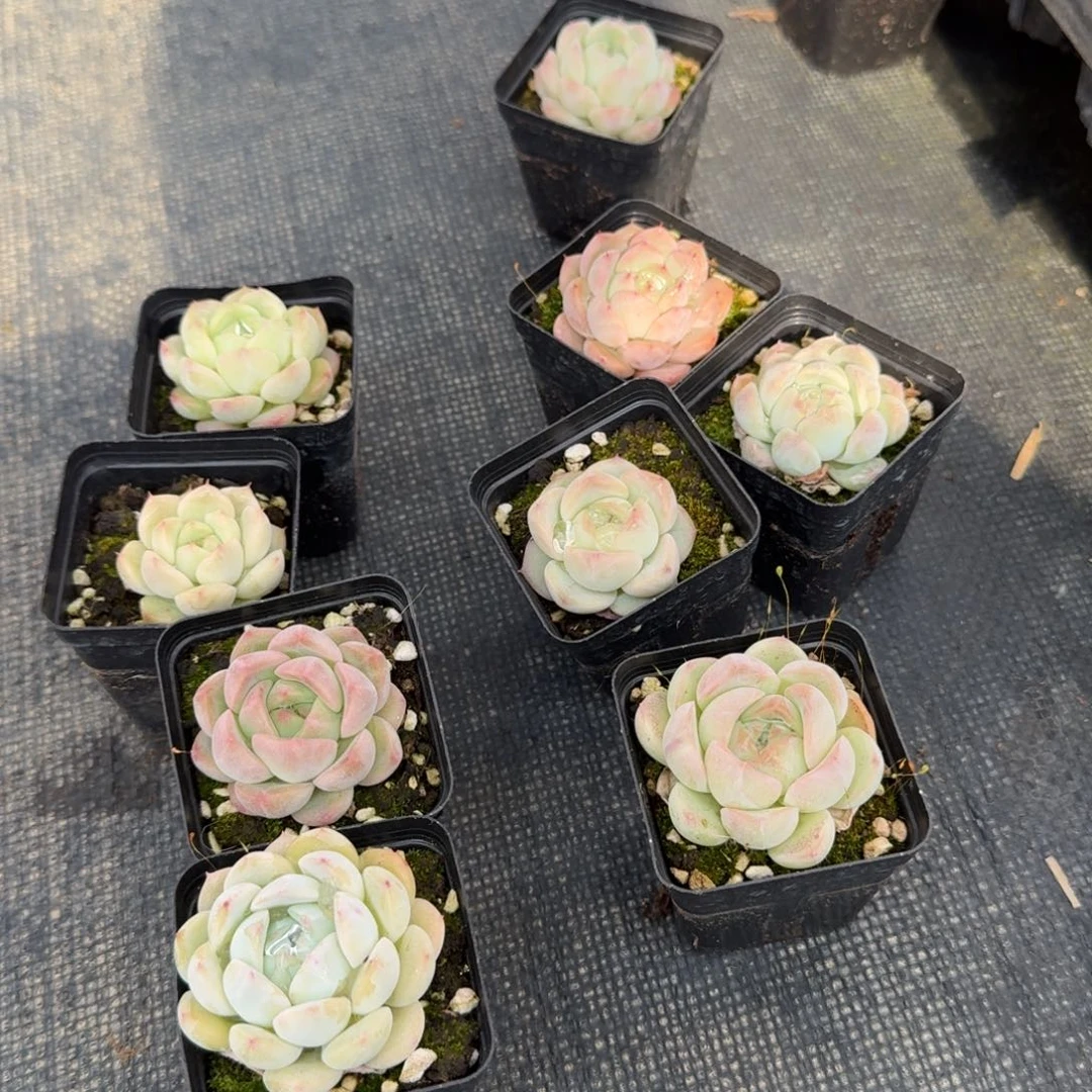 宽叶美尼珍妮糖心下播福利量拍3-111