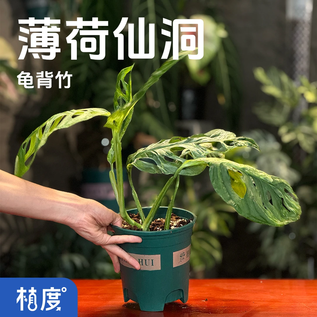 【植度 | 薄荷仙洞龟背竹】薄荷绿与纯白交织 穿孔心形叶轻盈立体