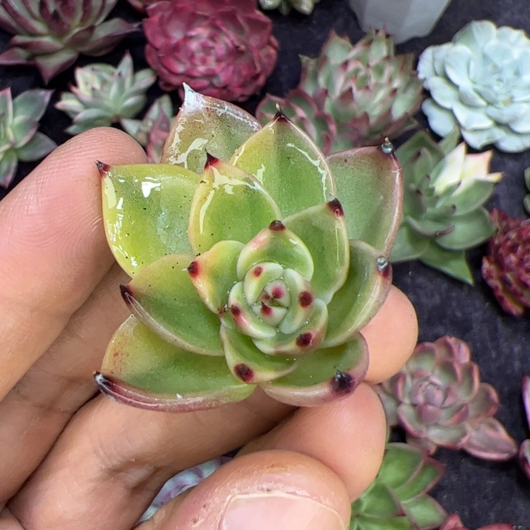 蓝龙锦，多肉植物组合
