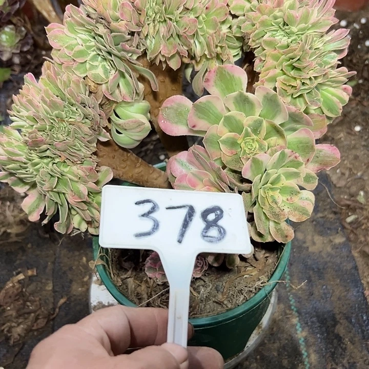雪***姬多肉植物粉女巫缀花378