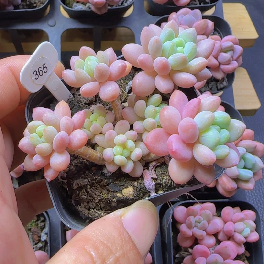 ～***兰鱼子酱优选群一颗精控