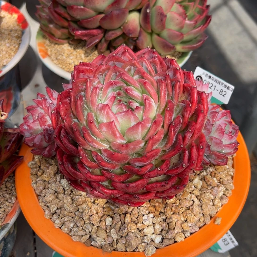 从前慢多肉精选编号0221.82