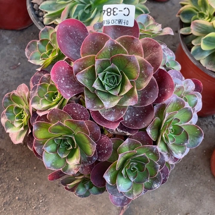 384魅金玫瑰多肉123446789