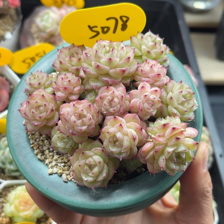 白粉油透珍妮麦秆群5078