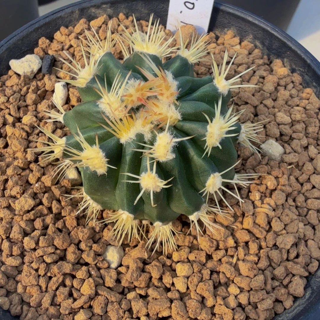 凌波刺缀小苗 刺密