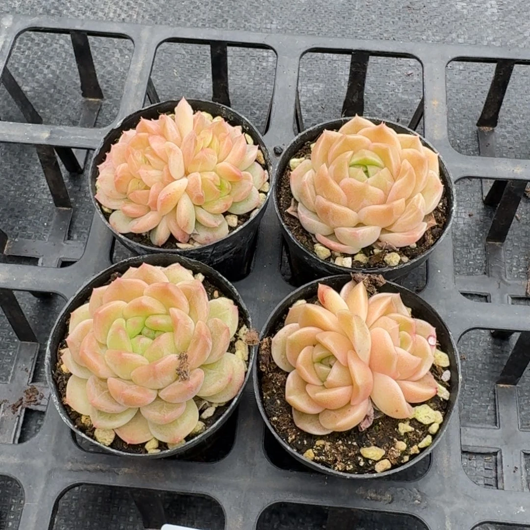 绿姬糖心亮体4颗量拍21-22