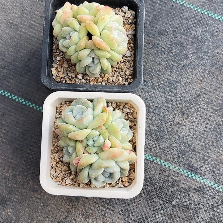 111我的小可爱冰玉