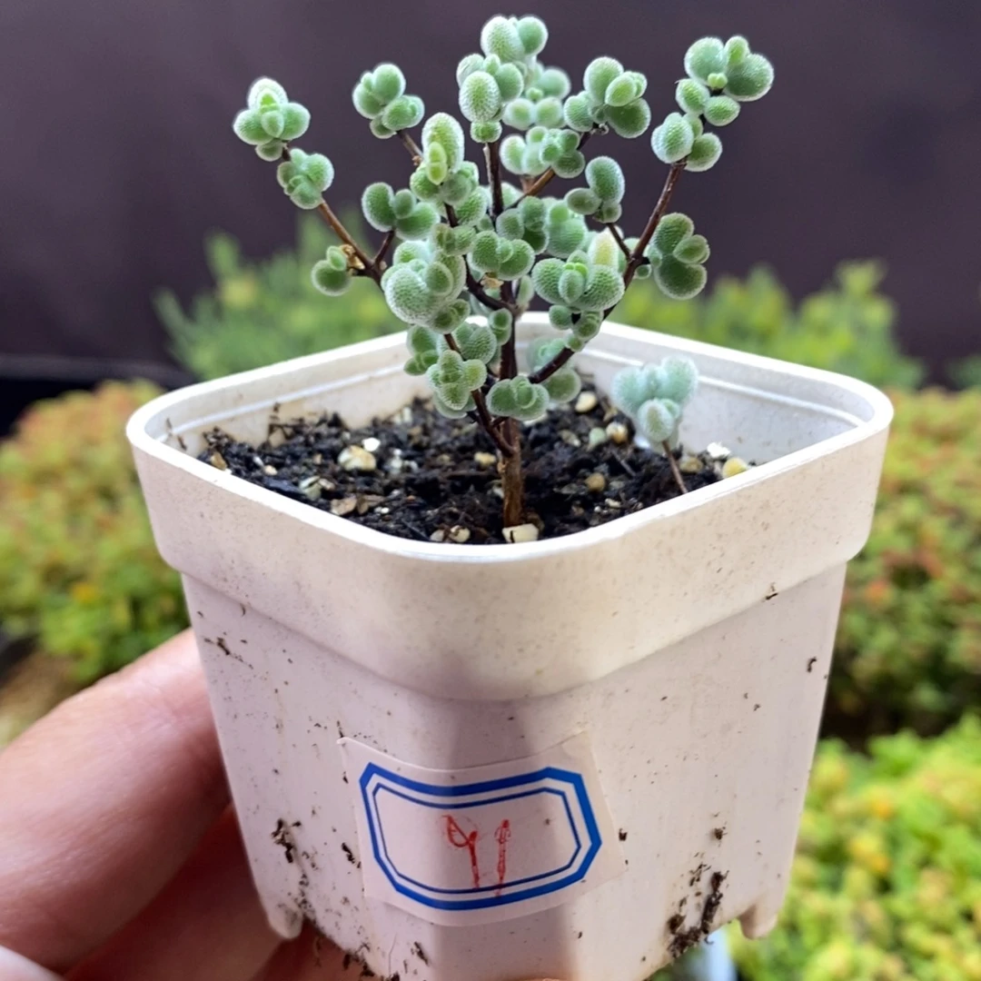 雪****无花朵91号实生精控白体莱斯