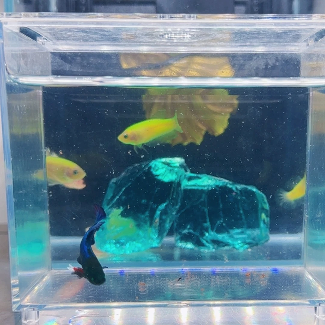 斗鱼活体观赏鱼好养耐活